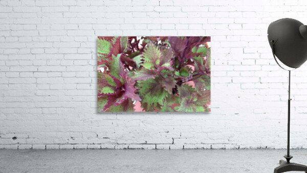 Coleus 1 Wall Preview