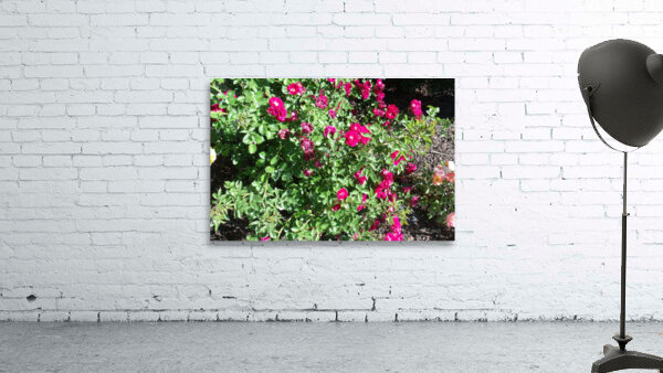 Drift Roses 1 Wall Preview