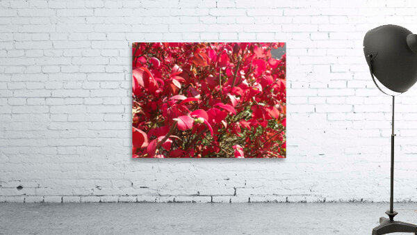 Red Leaves 3 Wall Preview