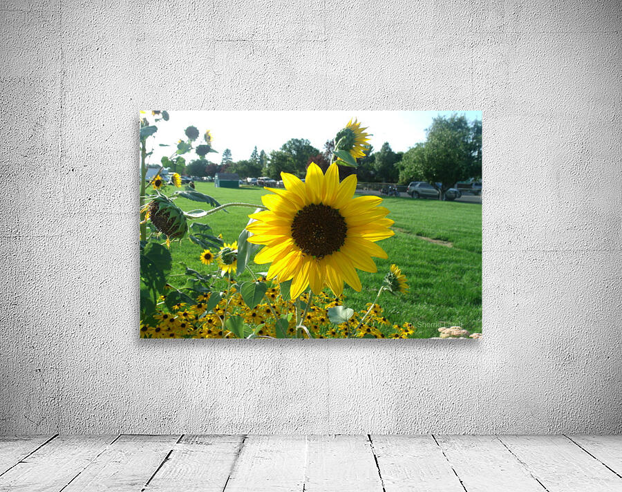 Sunflower 1 Wall Preview