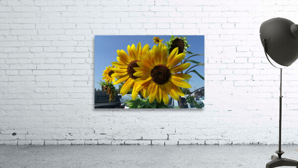 Sunflowers 1 Wall Preview