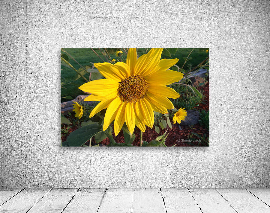 Sunflower 2 Wall Preview