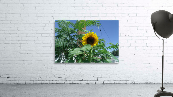 Sunflower 3 Wall Preview