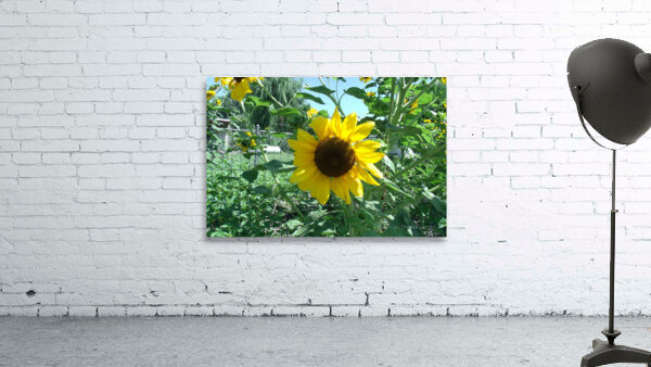Sunflower 4 Wall Preview