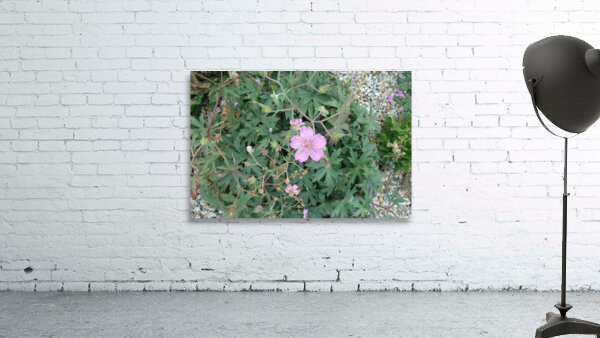 Lavender Geranium 1 Wall Preview