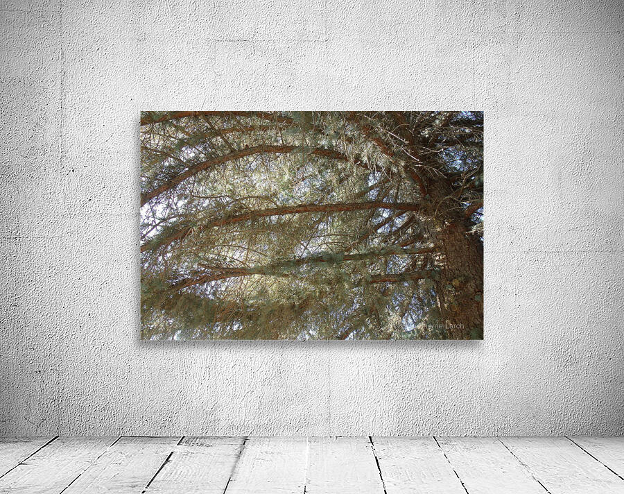 Cemetery Old Pine 1  Wall Preview