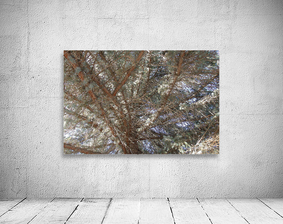 Cemetery Old Pine 2 Wall Preview
