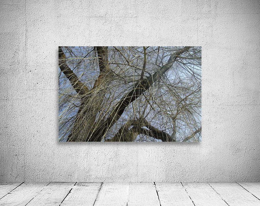  Winter Willow 1 Wall Preview