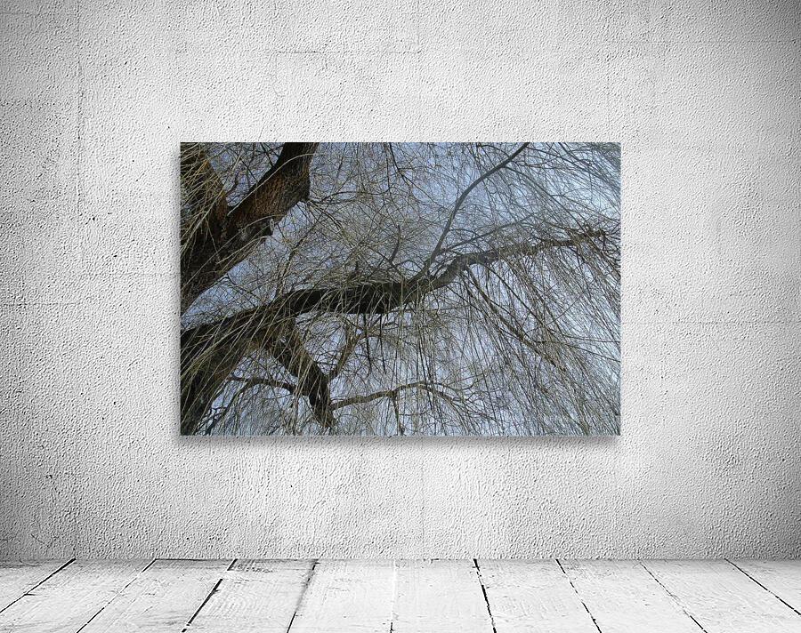  Winter Willow 2 Wall Preview