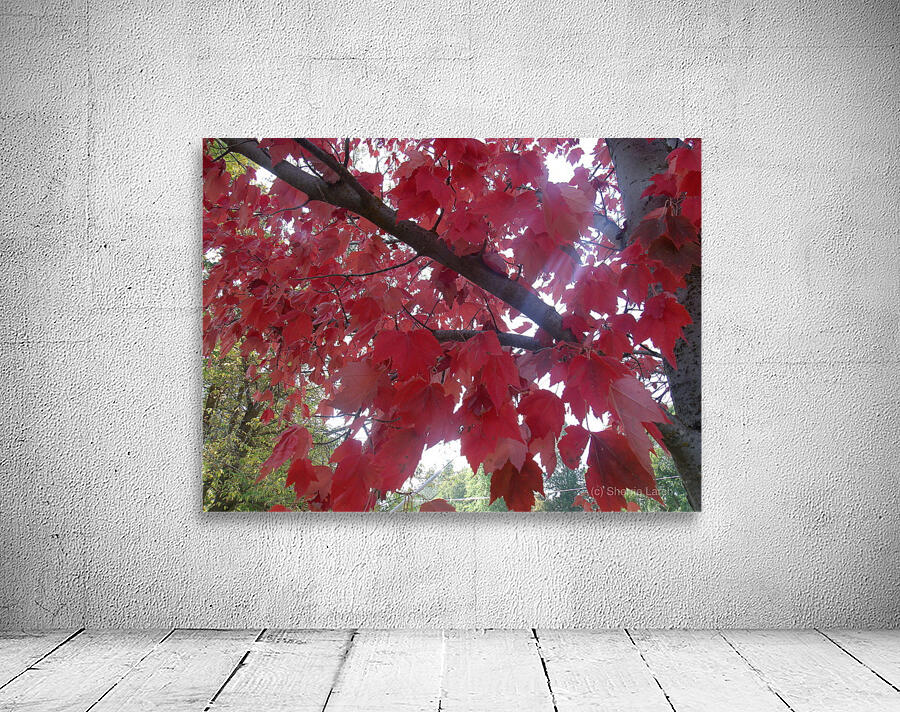 Maple Leaves 1 Wall Preview