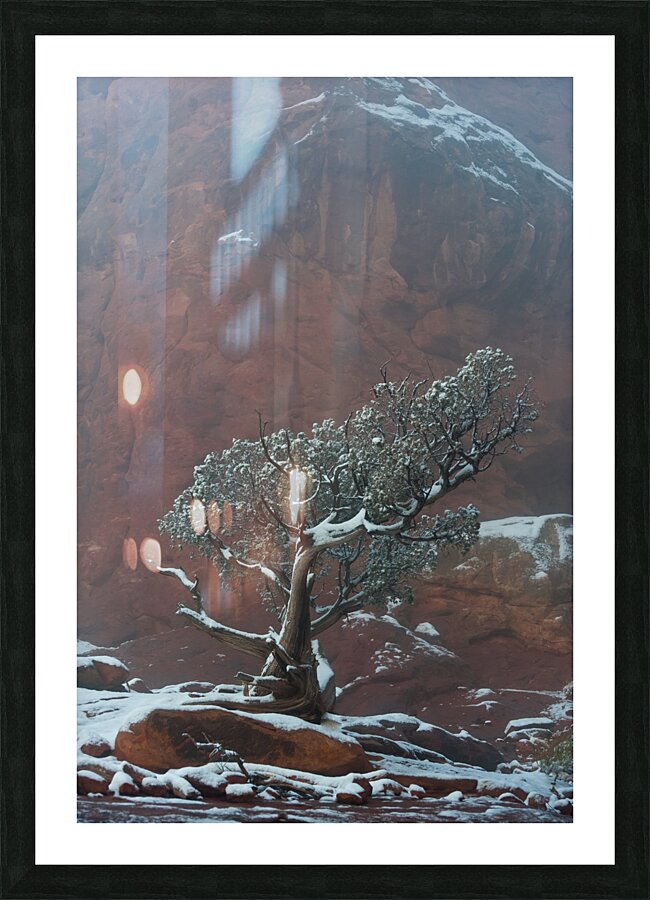 Genevrier solitaire Picture Frame print