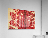 Red Forest Acrylic Print