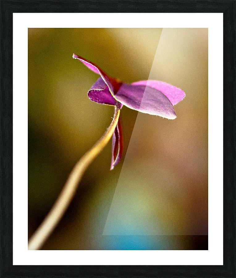 Nature 024 Picture Frame print