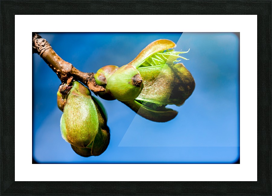 Nature 052 Picture Frame print