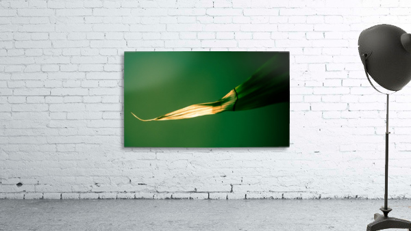 Nature 037 Wall Preview