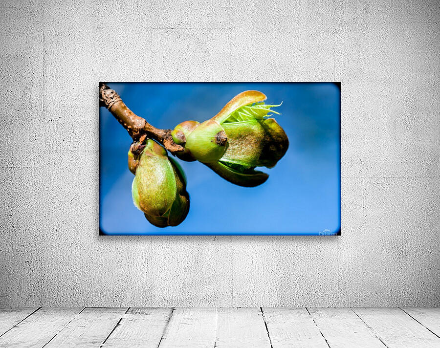 Nature 052 Wall Preview