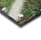 Rainbow Springs Acrylic print