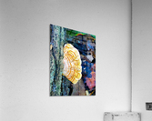 Woodear mushroom Acrylic Print