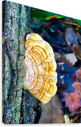 Woodear mushroom Canvas Print