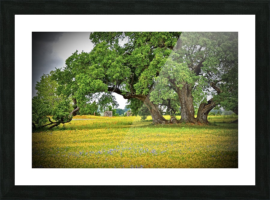 Old Baylor Oak Picture Frame print