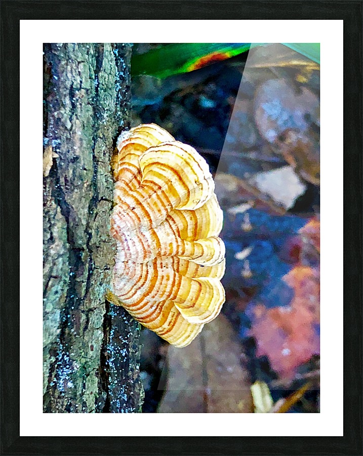 Woodear mushroom Picture Frame print