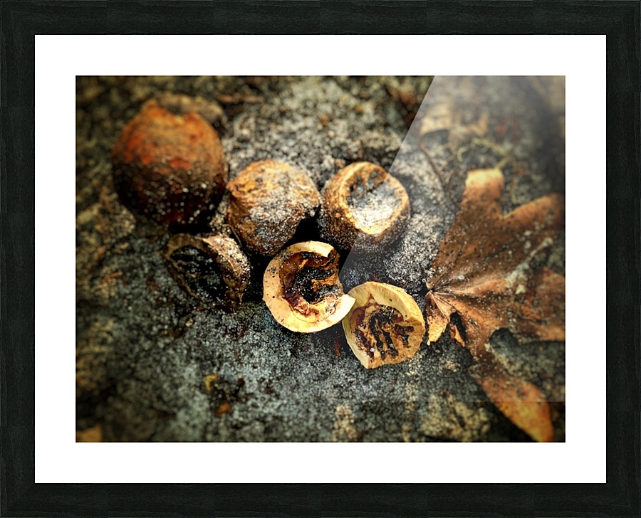 Hickory Nuts Picture Frame print