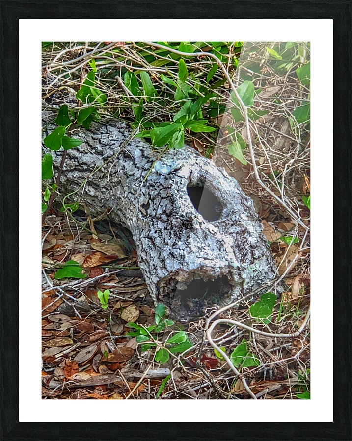 Hollow log Picture Frame print