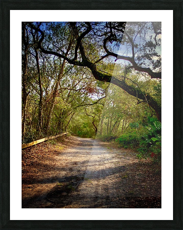 Tree covered Dirt Road Picture Frame print