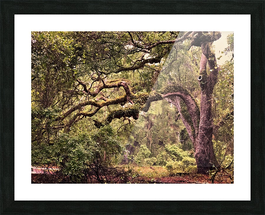 Indian Lake Tree Picture Frame print