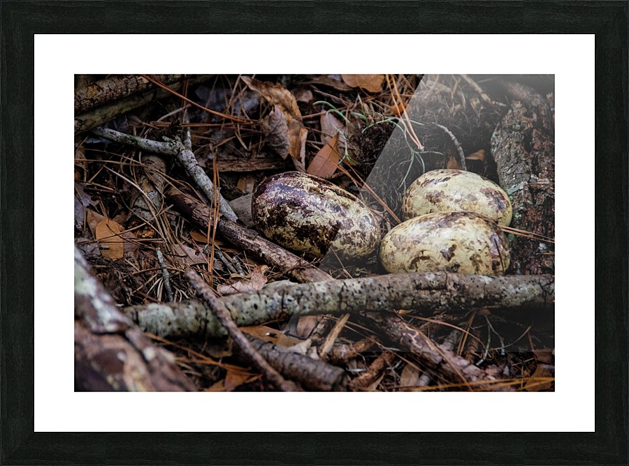 Bald Eagle Eggs in Nest Picture Frame print