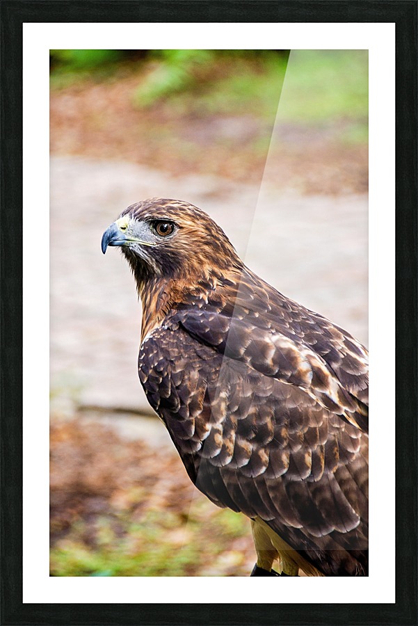 Hawk Picture Frame print