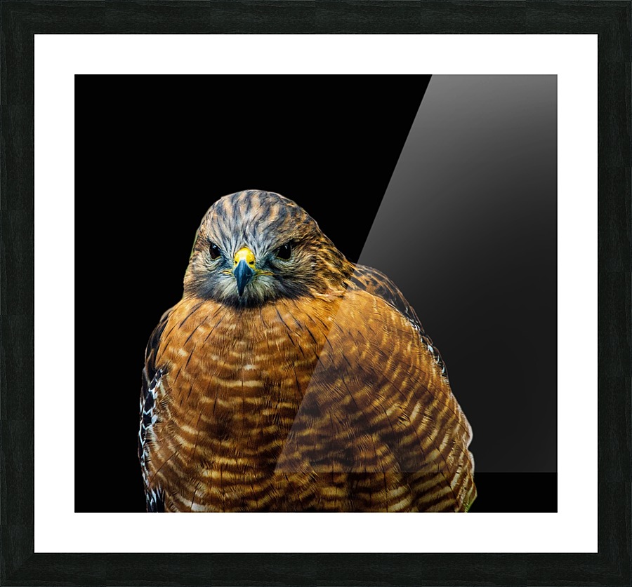 Red Shoulder Hawk Picture Frame print