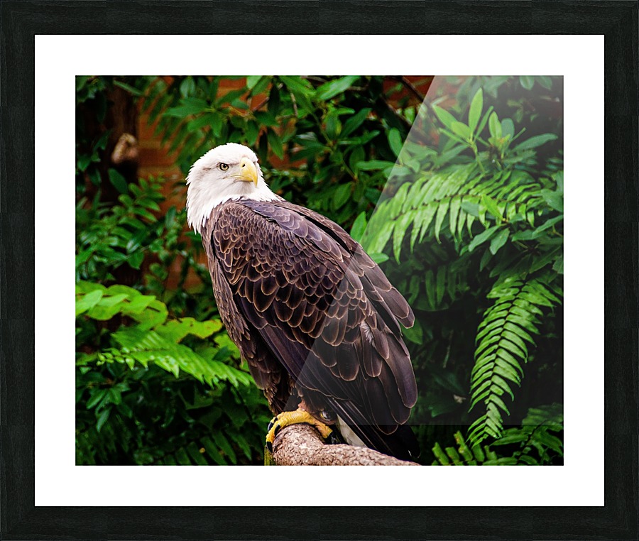 American Bald Eagle Picture Frame print