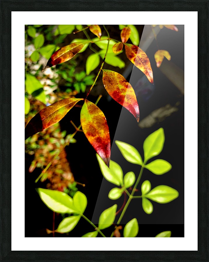 Florida Autumn Picture Frame print