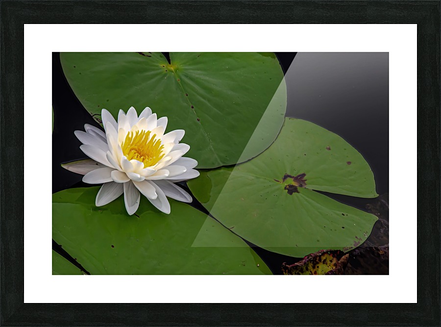 Waterlily Picture Frame print