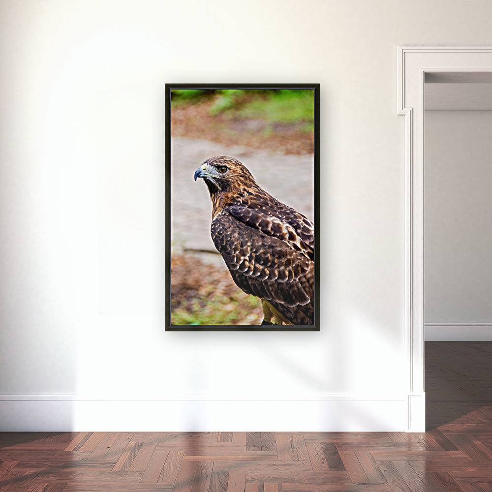 Hawk Reproduction