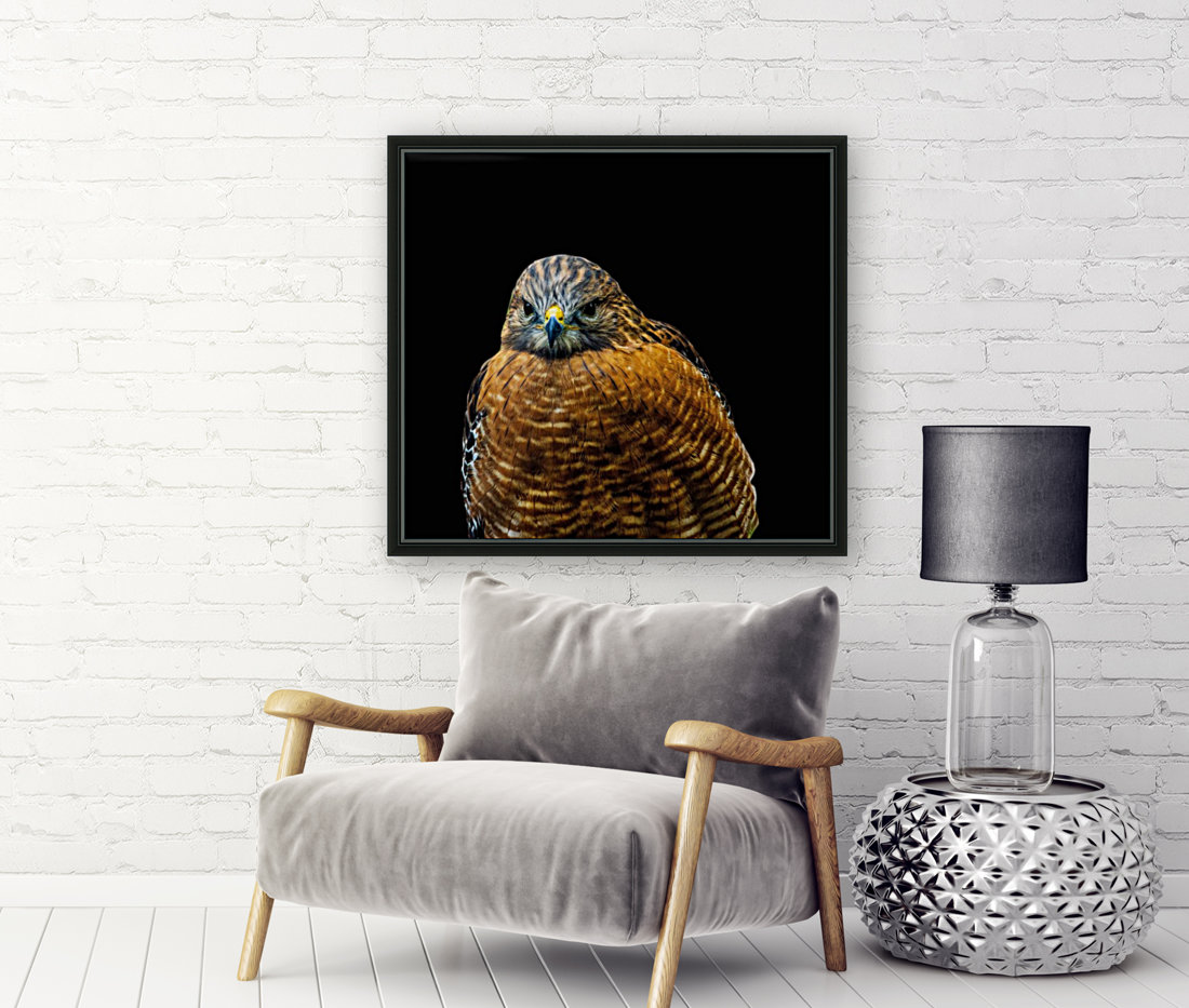 Red Shoulder Hawk Reproduction