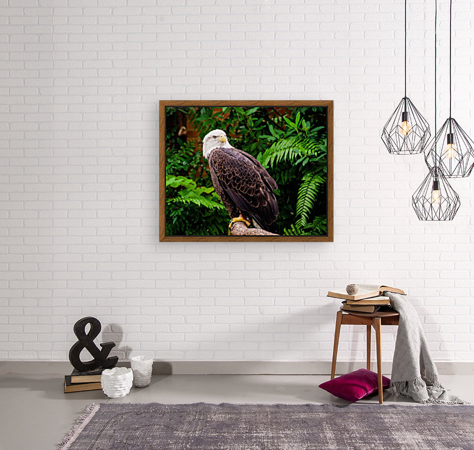 American Bald Eagle Reproduction