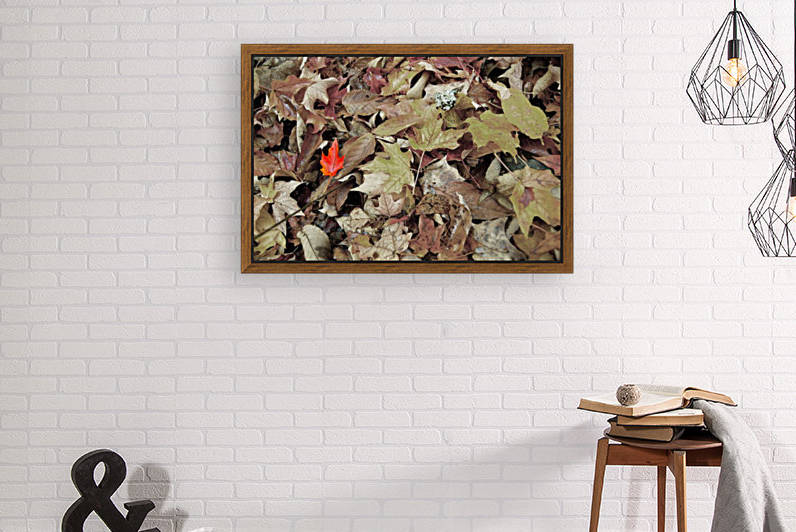 red leaf Reproduction