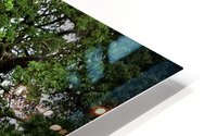 Old Baylor Oak HD Metal print