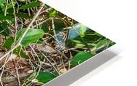 Hollow log HD Metal print