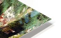 Tumwater tree HD Metal print