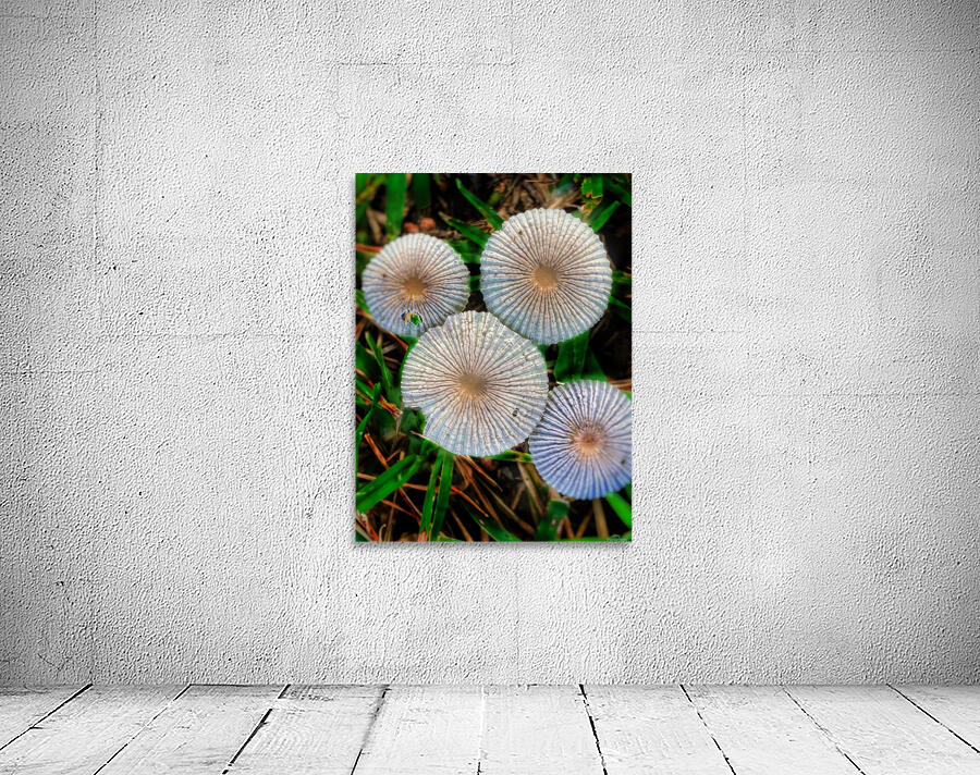 Tiny Mushrooms Wall Preview
