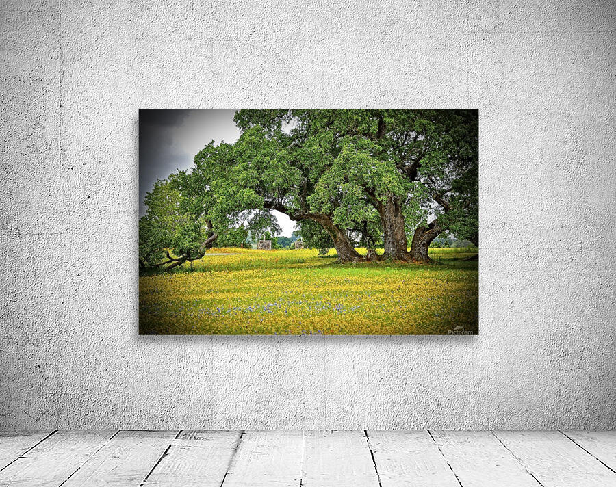 Old Baylor Oak Wall Preview