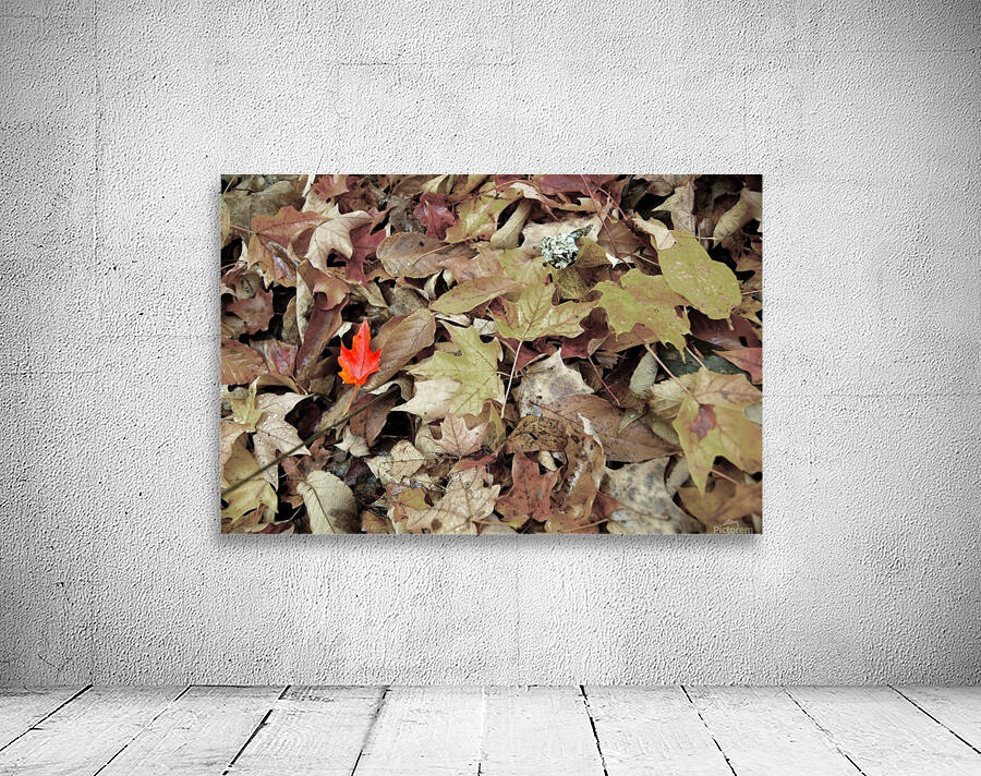red leaf Wall Preview