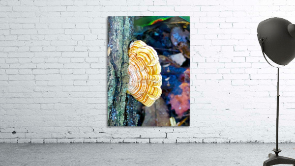 Woodear mushroom Wall Preview