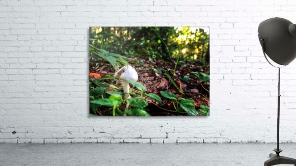 Forest Mushroom Wall Preview