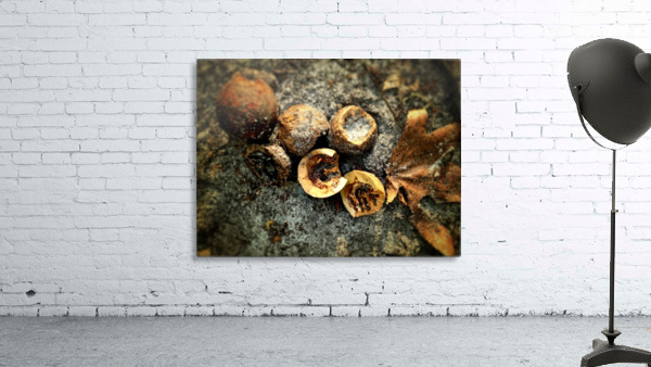 Hickory Nuts Wall Preview