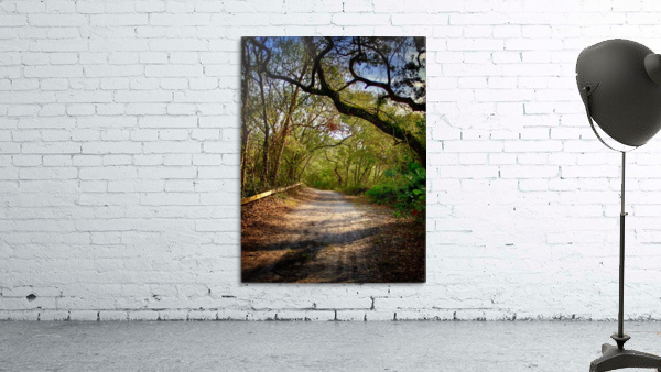 Tree covered Dirt Road Wall Preview