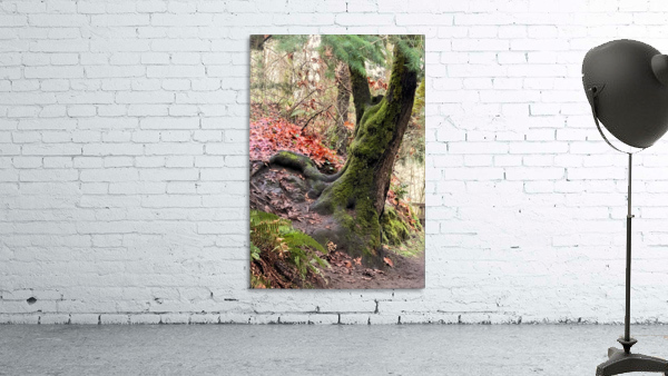 Tumwater tree Wall Preview